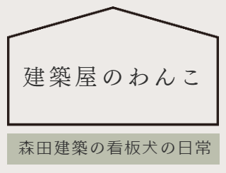 柴犬ココの日常