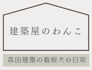 柴犬ココの日常