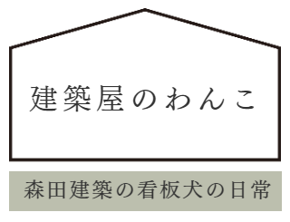 柴犬ココの日常