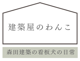 柴犬ココの日常